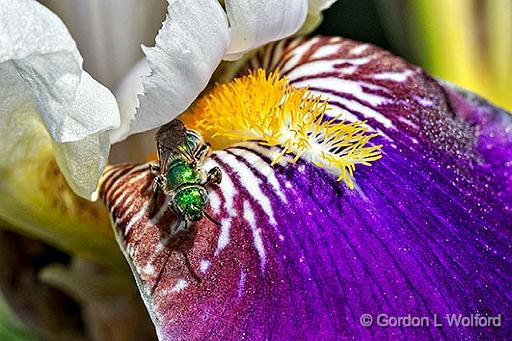 Green Bee On An Iris_P1130689.jpg - Photographed at Smiths Falls, Ontario, Canada.